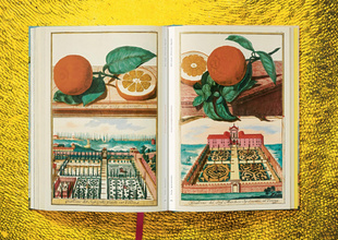 J. C. Volkamer. Citrus Fruits