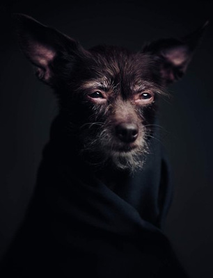 The Dogs : Human Animals