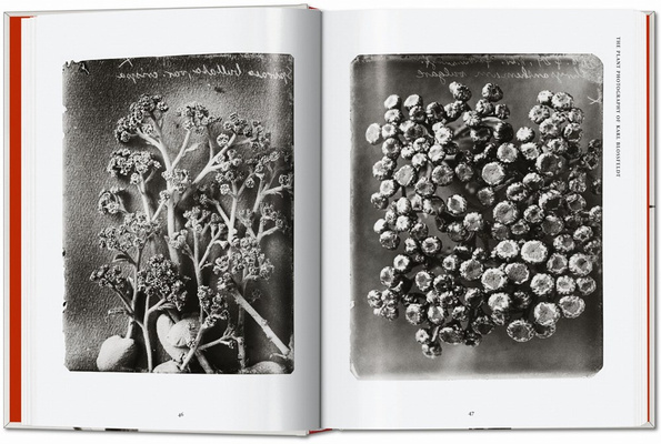 Karl Blossfeldt. The Complete Published Work. 40th Ed.