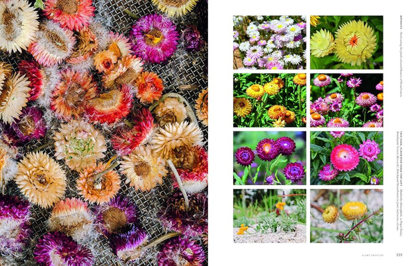 Super Bloom : A Field Guide to Flowers for Every Gardener