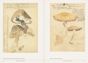 Mushroom Botanical Art