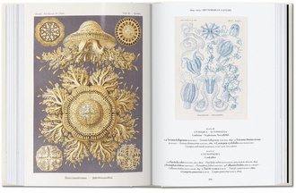The Art and Science of Ernst Haeckel