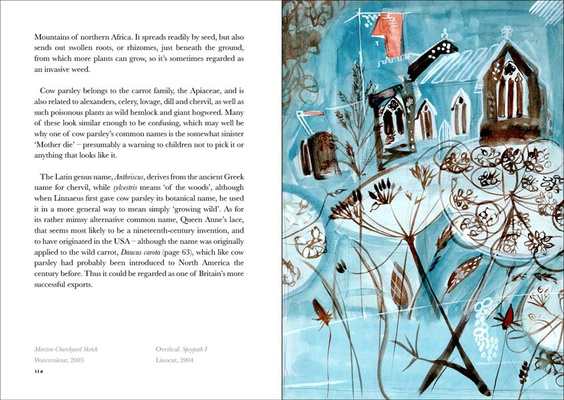 The Book of Wild Flowers : Reflections on Favourite Plants