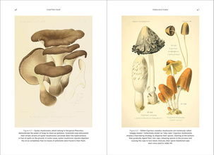 Wild Design : The Architecture of Nature