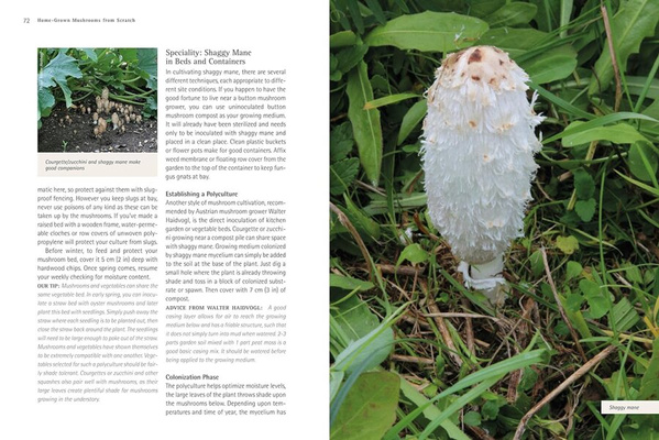Home-Grown Mushrooms from Scratch