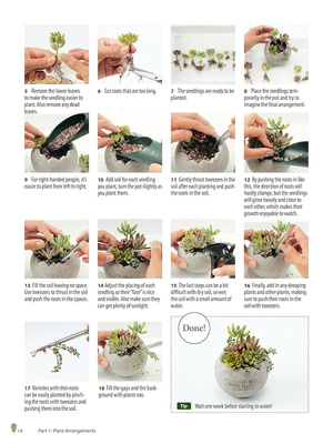 Growing Succulents