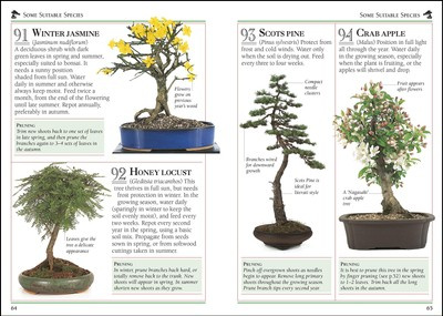 101 Essential Tips Bonsai : Breaks Down the Subject into 101 Easy-to-Grasp Tips