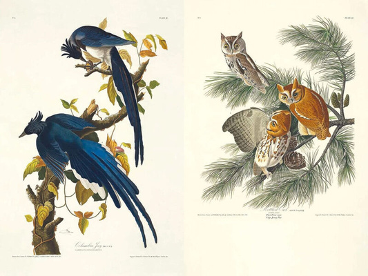 John James Audubon – Die Vögel Amerikas