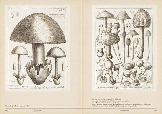 Mushroom Botanical Art