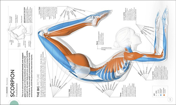 Science of Yoga: Understand the Anatomy and Physio