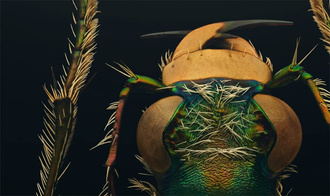 Extinct & Endangered : Insects in Peril