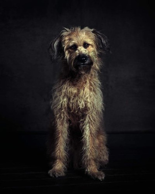 The Dogs : Human Animals