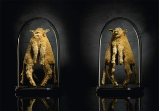 Taxidermy