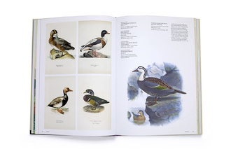 The Bird SLIGHTLY DAMAGED COPY