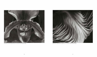 Weston : Edward, Brett, Cole, Cara. The Weston Photographers