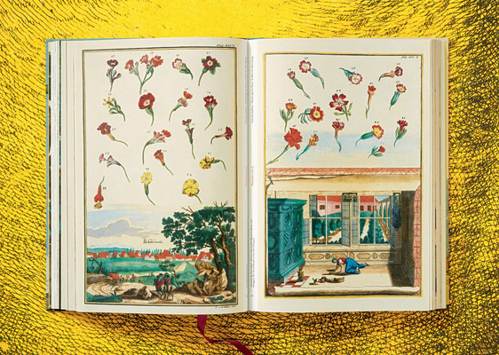 J. C. Volkamer. Citrus Fruits