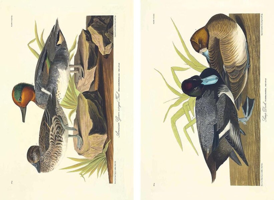 John James Audubon – Die Vögel Amerikas