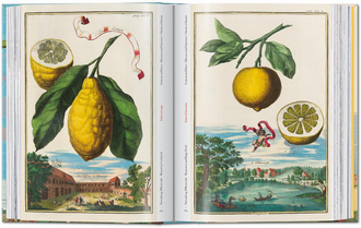 J. C. Volkamer. The Book of Citrus Fruits. 45th Ed.