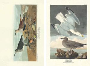 John James Audubon – Die Vögel Amerikas