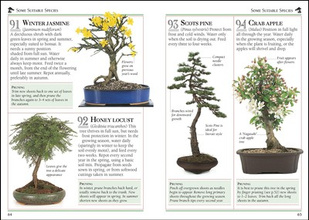 101 Essential Tips Bonsai : Breaks Down the Subject into 101 Easy-to-Grasp Tips