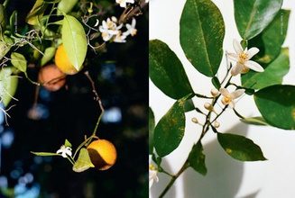 Edible Flowers : How, Why, and When We Eat Flowers