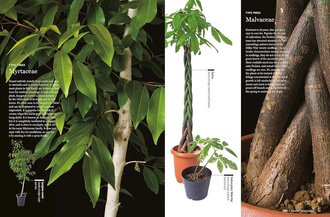 House Plants for Every Space