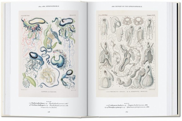 The Art and Science of Ernst Haeckel