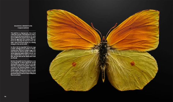 Extinct & Endangered : Insects in Peril