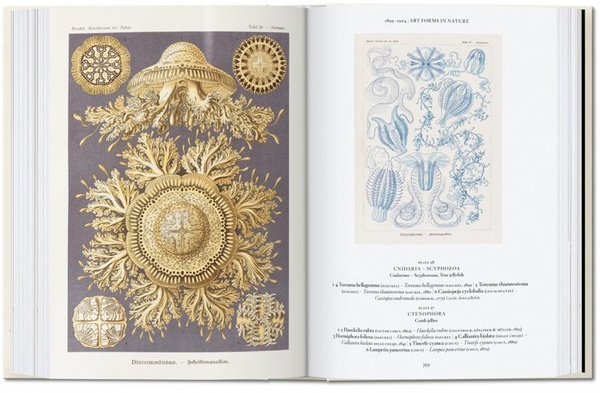 The Art and Science of Ernst Haeckel