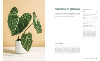 Welcome to the Jungle : Rare Tropical Houseplants to Collect, Grow, and Love