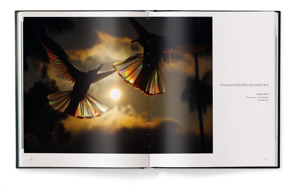 Birds : Poetry in the Sky