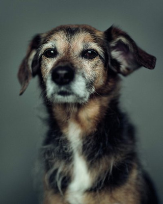 The Dogs : Human Animals