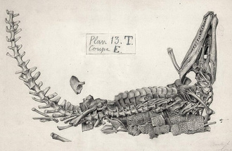 Dinosaurs are Collectible