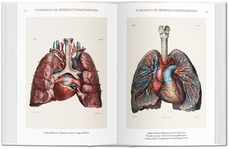 Jean Marc Bourgery. Atlas of Human Anatomy and Surgery