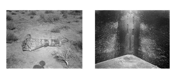 Larry Sultan & Mike Mandel: Evidence