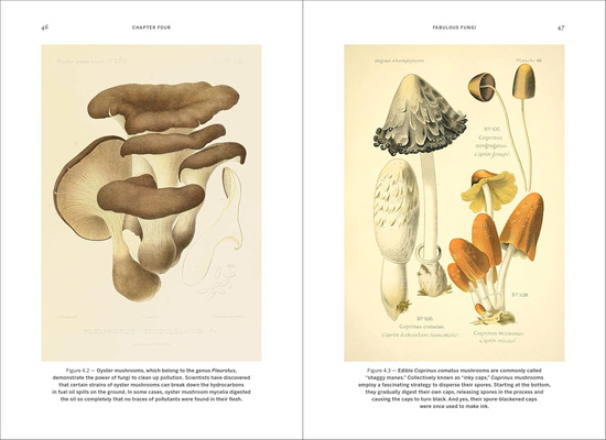 Wild Design : The Architecture of Nature