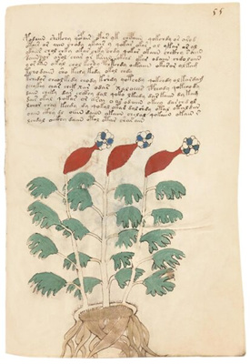 The Voynich Manuscript - Essays in German & English