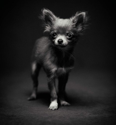 The Dogs : Human Animals