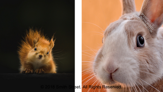 This Book Is Literally Just Pictures of Cute Animals That Will Make You Feel Better