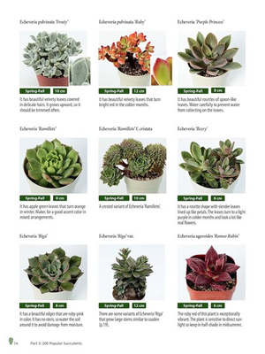 Growing Succulents