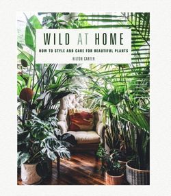 Wild at Home How to Style and Care for Beautiful Plants